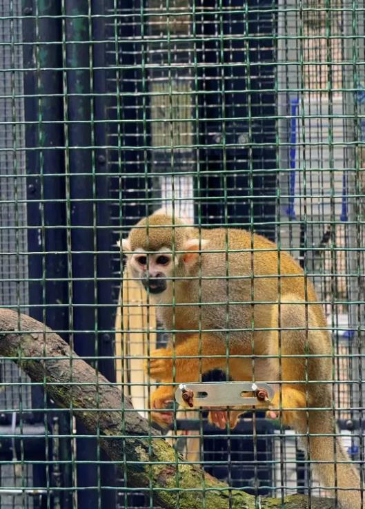 香港动植物公园猴子生死启示，逆境中的成长与失去