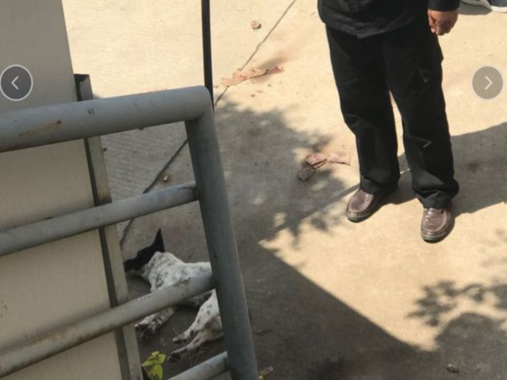 高校保安打死幼犬事件引发关注，科技新品重塑安全感与智能监控体验守护新生活