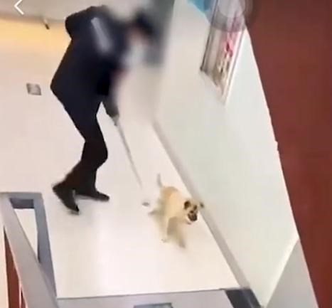 高校保安打死幼犬事件曝光，主人发声维权，小红书上引发关注热议