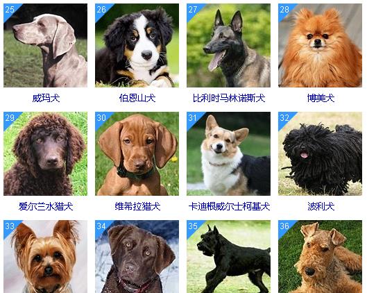 新澳精准资料免费提供_狗狗币今日最新价格,深入数据执行策略_豪华版31.67.91