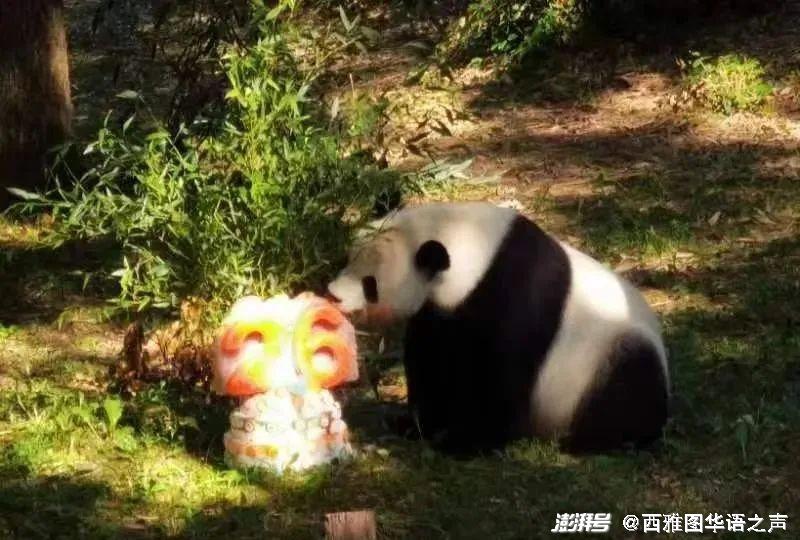 美国首都华盛顿隆重迎接熊猫，自然美景的探索之旅启动